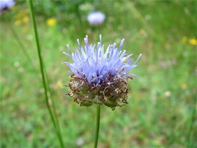Berg-Sandglöckchen (Jasione montana) im Schwetzinger Hardt - an der Bahnstrecke Mannheim-Karlsruhe findet sich ein kleines Sandmagerrasen-Biotop mit typischer Binnendünen-Vegetation. Vom Berg-Sandglöc