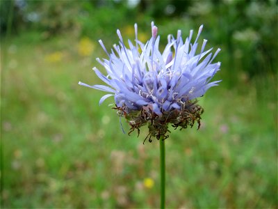 Berg-Sandglöckchen (Jasione montana) im Schwetzinger Hardt - an der Bahnstrecke Mannheim-Karlsruhe findet sich ein kleines Sandmagerrasen-Biotop mit typischer Binnendünen-Vegetation. Vom Berg-Sandglöc