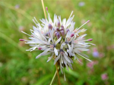 Berg-Sandglöckchen (Jasione montana) im Schwetzinger Hardt - an der Bahnstrecke Mannheim-Karlsruhe findet sich ein kleines Sandmagerrasen-Biotop mit typischer Binnendünen-Vegetation. Vom Berg-Sandglöc