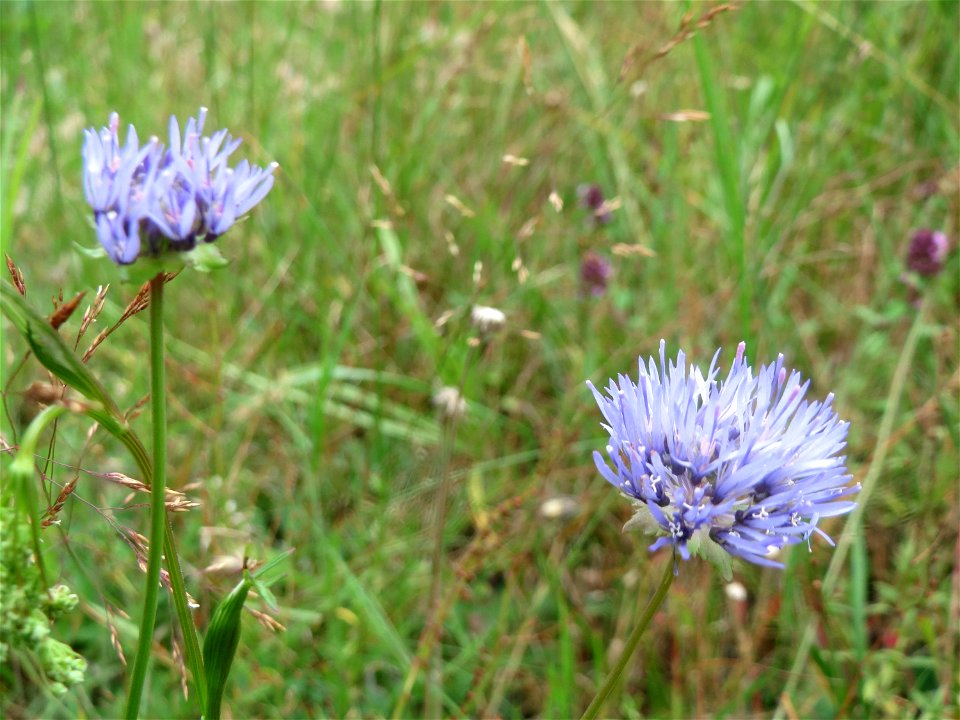 Berg-Sandglöckchen (Jasione montana) im Schwetzinger Hardt - an der Bahnstrecke Mannheim-Karlsruhe findet sich ein kleines Sandmagerrasen-Biotop mit typischer Binnendünen-Vegetation. Vom Berg-Sandglöc