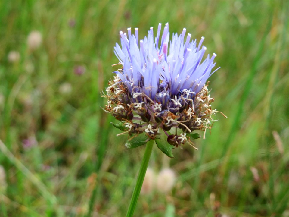 Berg-Sandglöckchen (Jasione montana) im Schwetzinger Hardt - an der Bahnstrecke Mannheim-Karlsruhe findet sich ein kleines Sandmagerrasen-Biotop mit typischer Binnendünen-Vegetation. Vom Berg-Sandglöc