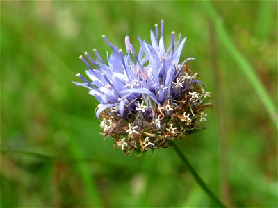 Berg-Sandglöckchen (Jasione montana) im Schwetzinger Hardt - an der Bahnstrecke Mannheim-Karlsruhe findet sich ein kleines Sandmagerrasen-Biotop mit typischer Binnendünen-Vegetation. Vom Berg-Sandglöc