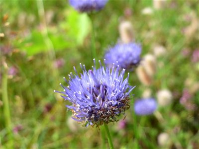 Berg-Sandglöckchen (Jasione montana) im Schwetzinger Hardt - an der Bahnstrecke Mannheim-Karlsruhe findet sich ein kleines Sandmagerrasen-Biotop mit typischer Binnendünen-Vegetation. Vom Berg-Sandglöc