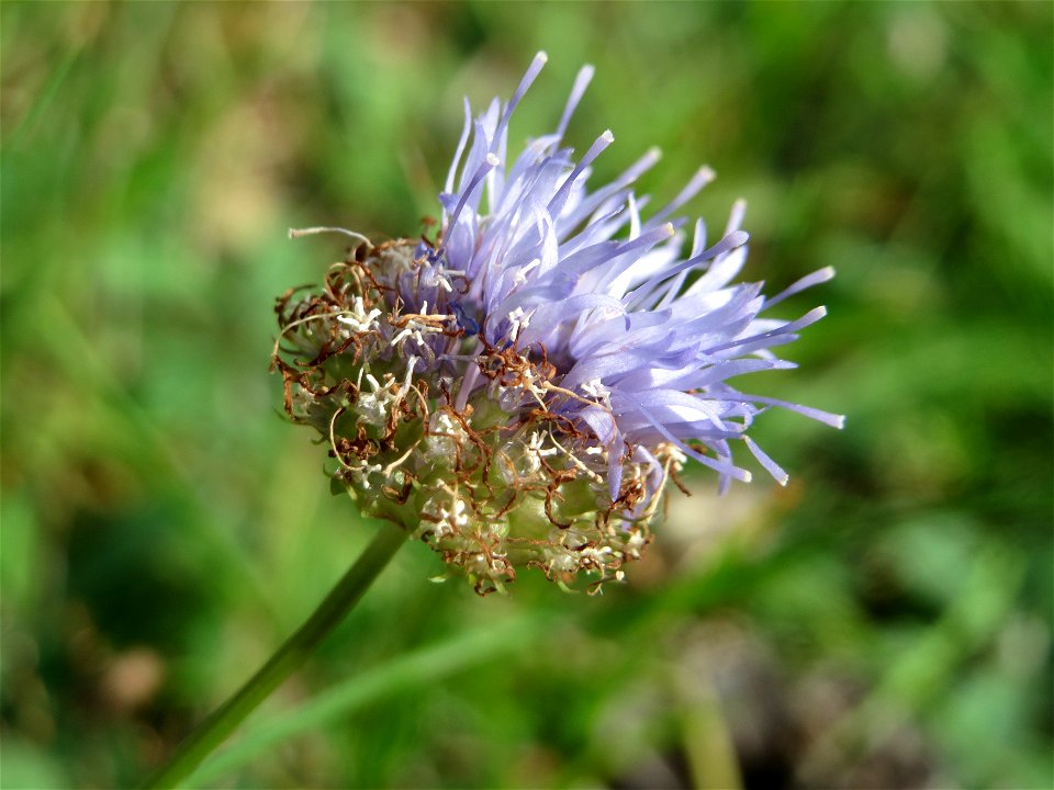 Berg-Sandglöckchen (Jasione montana) im Schwetzinger Hardt - an der Bahnstrecke Mannheim-Karlsruhe findet sich ein kleines Sandmagerrasen-Biotop mit typischer Binnendünen-Vegetation. Vom Berg-Sandglöc