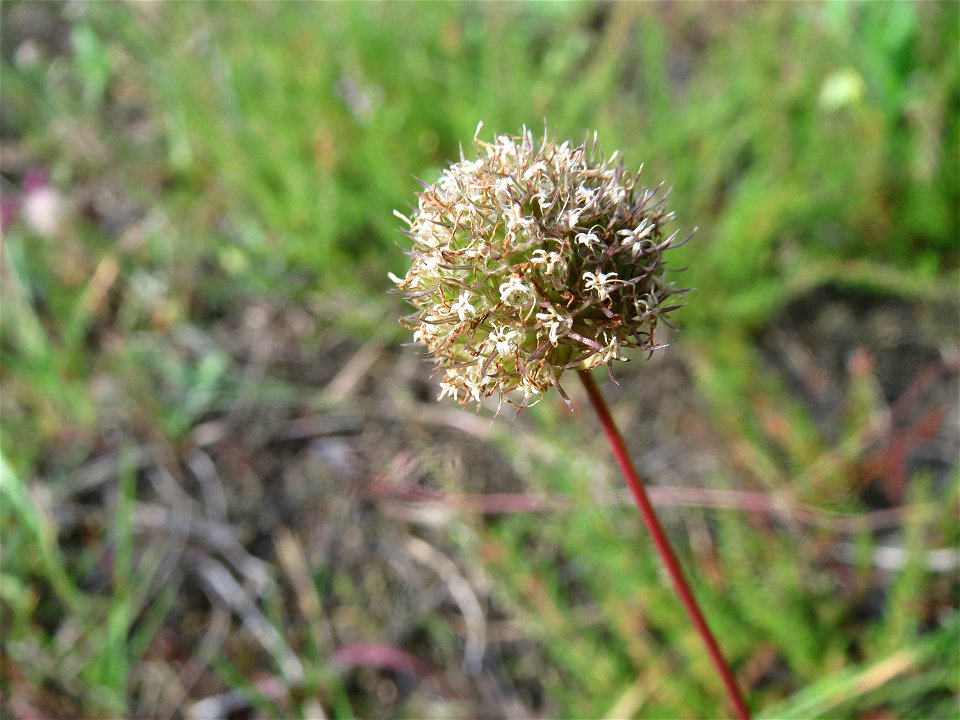 Berg-Sandglöckchen (Jasione montana) im Schwetzinger Hardt - an der Bahnstrecke Mannheim-Karlsruhe findet sich ein kleines Sandmagerrasen-Biotop mit typischer Binnendünen-Vegetation. Vom Berg-Sandglöc