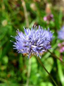 Berg-Sandglöckchen (Jasione montana) im Schwetzinger Hardt - an der Bahnstrecke Mannheim-Karlsruhe findet sich ein kleines Sandmagerrasen-Biotop mit typischer Binnendünen-Vegetation. Vom Berg-Sandglöc