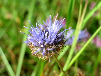 Berg-Sandglöckchen (Jasione montana) im Schwetzinger Hardt - an der Bahnstrecke Mannheim-Karlsruhe findet sich ein kleines Sandmagerrasen-Biotop mit typischer Binnendünen-Vegetation. Vom Berg-Sandglöc