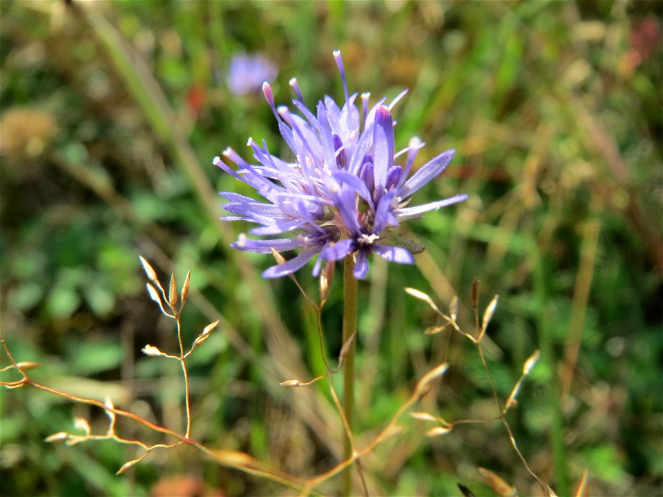 Berg-Sandglöckchen (Jasione montana) im Schwetzinger Hardt - an der Bahnstrecke Mannheim-Karlsruhe findet sich ein kleines Sandmagerrasen-Biotop mit typischer Binnendünen-Vegetation