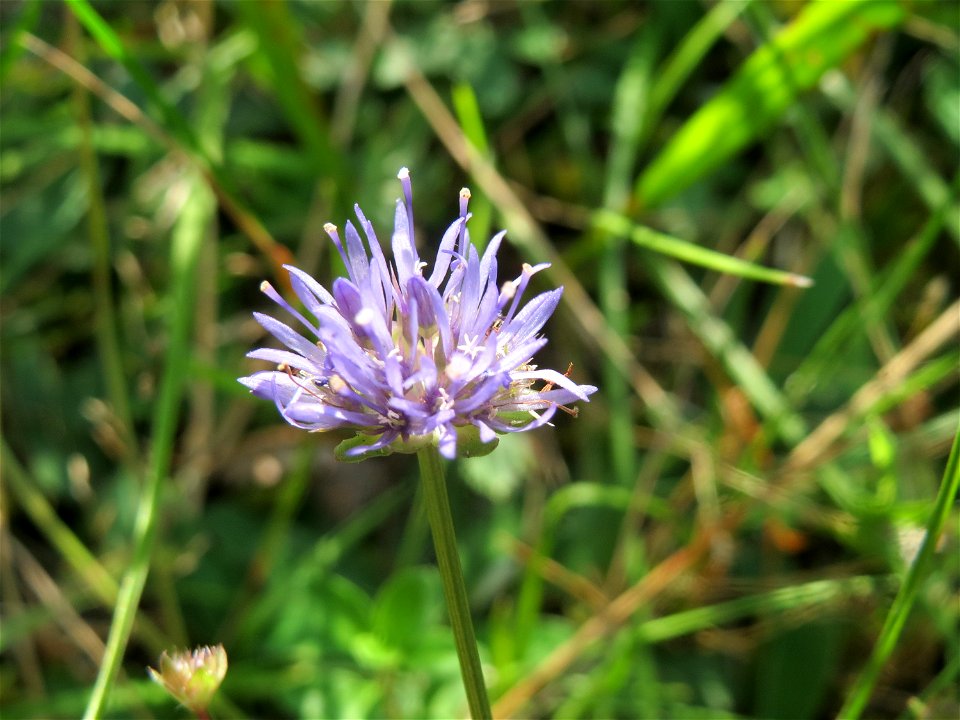 Berg-Sandglöckchen (Jasione montana) im Schwetzinger Hardt - an der Bahnstrecke Mannheim-Karlsruhe findet sich ein kleines Sandmagerrasen-Biotop mit typischer Binnendünen-Vegetation