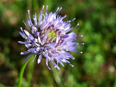 Berg-Sandglöckchen (Jasione montana) im Schwetzinger Hardt - an der Bahnstrecke Mannheim-Karlsruhe findet sich ein kleines Sandmagerrasen-Biotop mit typischer Binnendünen-Vegetation