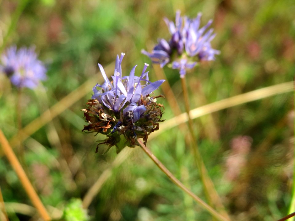 Berg-Sandglöckchen (Jasione montana) im Schwetzinger Hardt - an der Bahnstrecke Mannheim-Karlsruhe findet sich ein kleines Sandmagerrasen-Biotop mit typischer Binnendünen-Vegetation