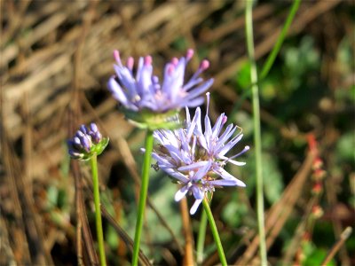 Berg-Sandglöckchen (Jasione montana) auf einer Rodungsfläche zwischen B36 und L722 im Schwetzinger Hardt