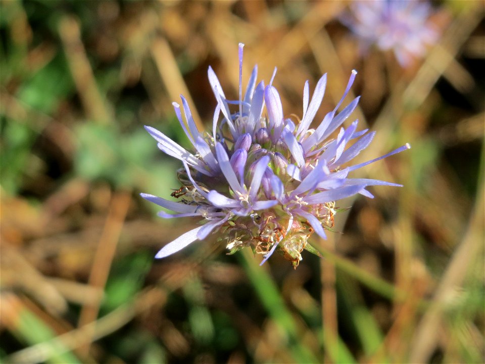 Berg-Sandglöckchen (Jasione montana) auf einer Rodungsfläche zwischen B36 und L722 im Schwetzinger Hardt