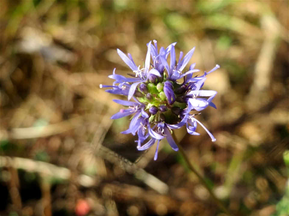 Berg-Sandglöckchen (Jasione montana) auf einer Rodungsfläche zwischen B36 und L722 im Schwetzinger Hardt