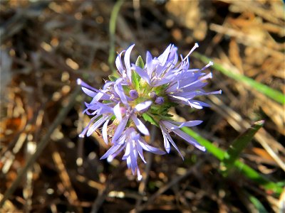 Berg-Sandglöckchen (Jasione montana) auf einer Rodungsfläche zwischen B36 und L722 im Schwetzinger Hardt