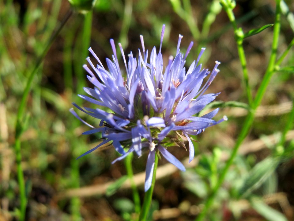 Berg-Sandglöckchen (Jasione montana) auf einer Rodungsfläche zwischen B36 und L722 im Schwetzinger Hardt