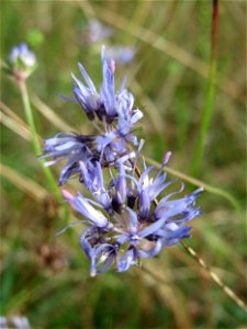 Berg-Sandglöckchen (Jasione montana) im Schwetzinger Hardt - an der Bahnstrecke Mannheim-Karlsruhe findet sich ein kleines Sandmagerrasen-Biotop mit typischer Binnendünen-Vegetation