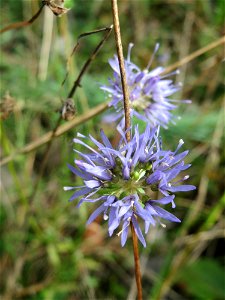 Berg-Sandglöckchen (Jasione montana) im Schwetzinger Hardt - an der Bahnstrecke Mannheim-Karlsruhe findet sich ein kleines Sandmagerrasen-Biotop mit typischer Binnendünen-Vegetation