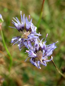 Berg-Sandglöckchen (Jasione montana) im Schwetzinger Hardt - an der Bahnstrecke Mannheim-Karlsruhe findet sich ein kleines Sandmagerrasen-Biotop mit typischer Binnendünen-Vegetation