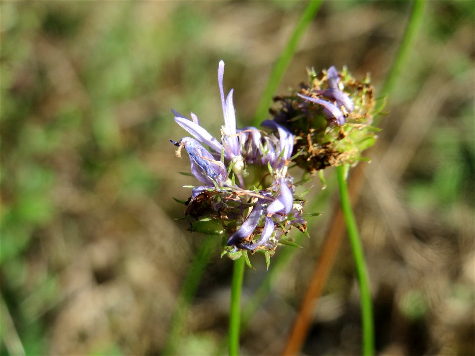 Berg-Sandglöckchen (Jasione montana) im Schwetzinger Hardt - an der Bahnstrecke Mannheim-Karlsruhe findet sich ein kleines Sandmagerrasen-Biotop mit typischer Binnendünen-Vegetation