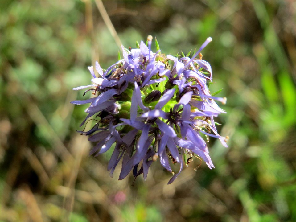 Berg-Sandglöckchen (Jasione montana) im Schwetzinger Hardt - an der Bahnstrecke Mannheim-Karlsruhe findet sich ein kleines Sandmagerrasen-Biotop mit typischer Binnendünen-Vegetation