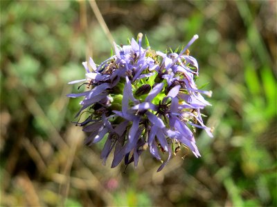 Berg-Sandglöckchen (Jasione montana) im Schwetzinger Hardt - an der Bahnstrecke Mannheim-Karlsruhe findet sich ein kleines Sandmagerrasen-Biotop mit typischer Binnendünen-Vegetation