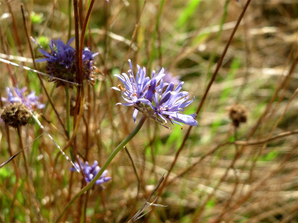 Berg-Sandglöckchen (Jasione montana) im Naturschutzgebiet Gewann Frankreich-Wiesental