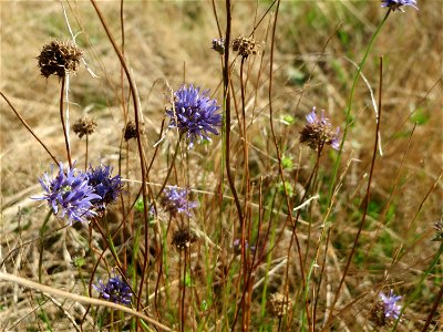 Berg-Sandglöckchen (Jasione montana) im Naturschutzgebiet Gewann Frankreich-Wiesental
