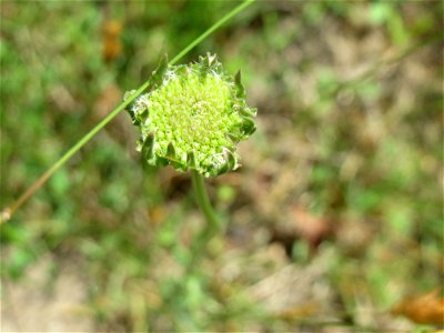 Berg-Sandglöckchen (Jasione montana) in der Schwetzinger Hardt - an der Bahnstrecke Mannheim-Karlsruhe findet sich ein kleines Sandmagerrasen-Biotop mit typischer Binnendünen-Vegetation - es fängt ger