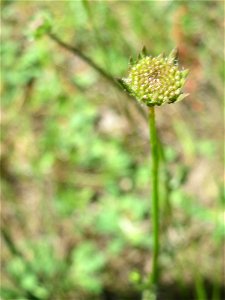 Berg-Sandglöckchen (Jasione montana) in der Schwetzinger Hardt - an der Bahnstrecke Mannheim-Karlsruhe findet sich ein kleines Sandmagerrasen-Biotop mit typischer Binnendünen-Vegetation - es fängt ger