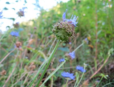 Berg-Sandglöckchen (Jasione montana) am Randstreifen der Rheinbahn in der Schwetzinger Hardt