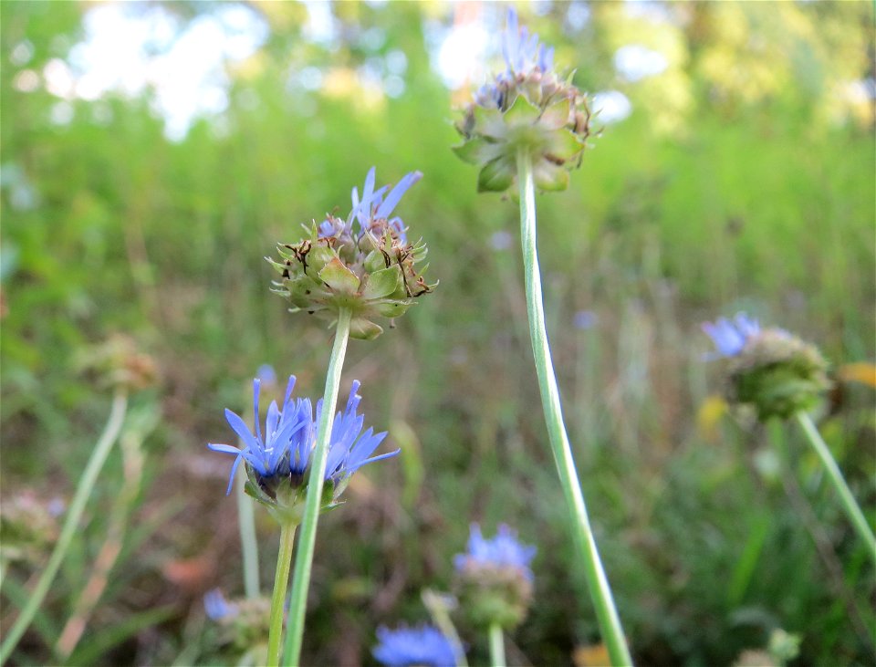 Berg-Sandglöckchen (Jasione montana) am Randstreifen der Rheinbahn in der Schwetzinger Hardt