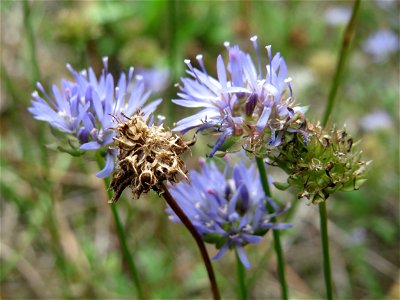 Berg-Sandglöckchen (Jasione montana) am Randstreifen der Rheinbahn in der Schwetzinger Hardt