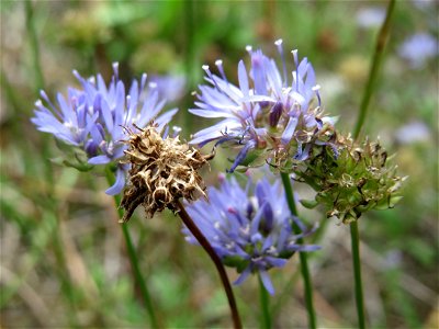 Berg-Sandglöckchen (Jasione montana) am Randstreifen der Rheinbahn in der Schwetzinger Hardt photo