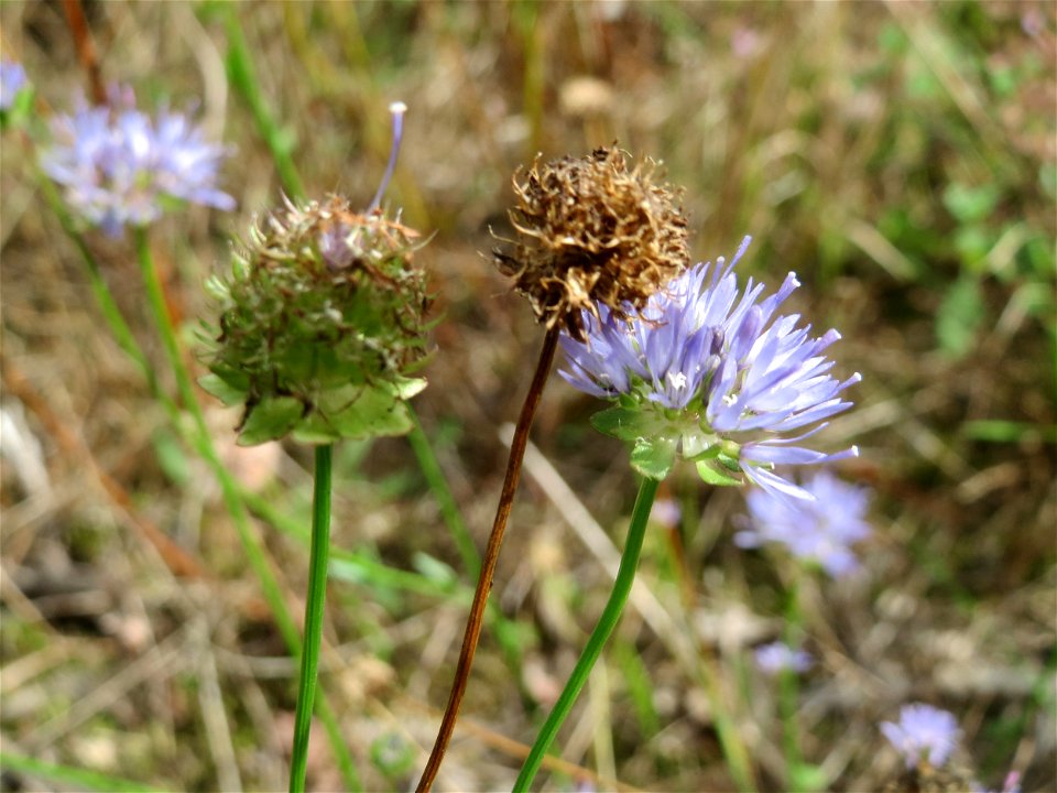 Berg-Sandglöckchen (Jasione montana) am Randstreifen der Rheinbahn in der Schwetzinger Hardt