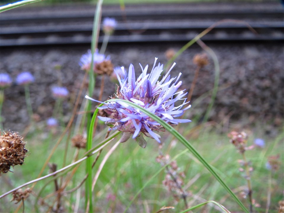 Berg-Sandglöckchen (Jasione montana) in der Schwetzinger Hardt an einem Randstreifen der Bahnstrecke Mannheim-Karlsruhe