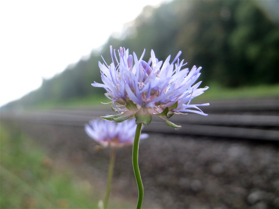 Berg-Sandglöckchen (Jasione montana) in der Schwetzinger Hardt an einem Randstreifen der Bahnstrecke Mannheim-Karlsruhe