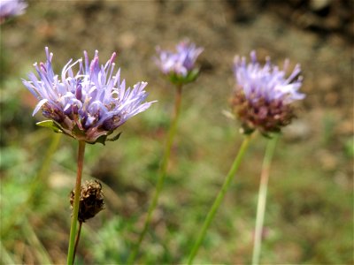 Berg-Sandglöckchen (Jasione montana) an einem Randstreifen der Rheinbahn in der Schwetzinger Hardt