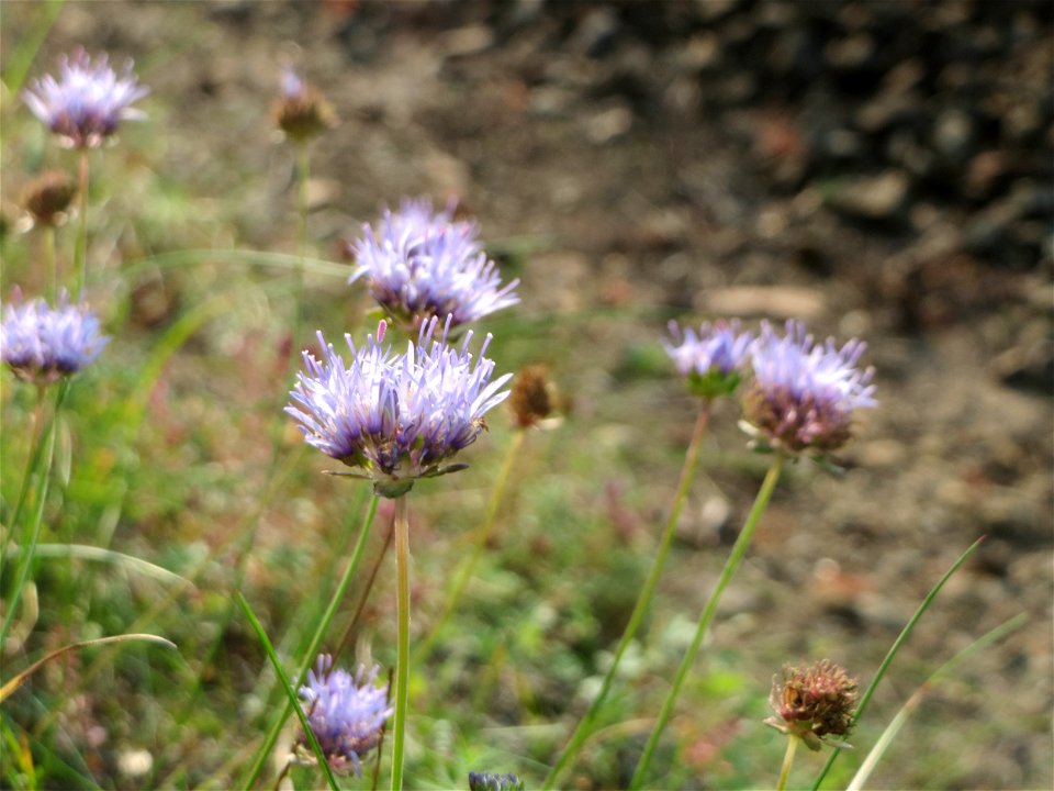 Berg-Sandglöckchen (Jasione montana) an einem Randstreifen der Rheinbahn in der Schwetzinger Hardt