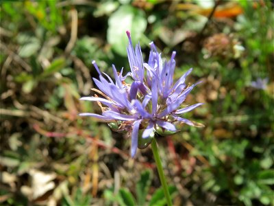Berg-Sandglöckchen (Jasione montana) am Bahndamm der Rheinbahn in der Schwetzinger Hardt