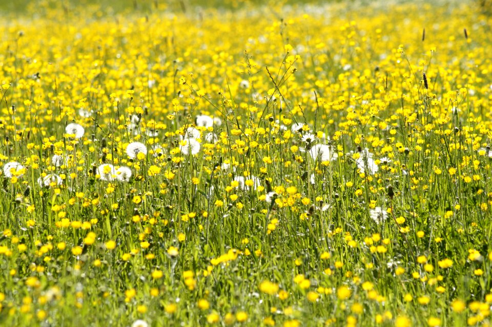 Meadow dandelion background