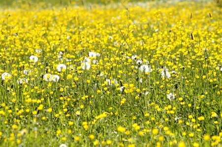 Meadow dandelion background photo