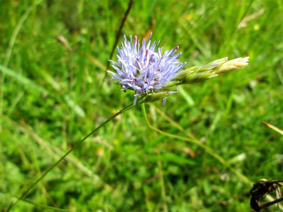 Berg-Sandglöckchen (Jasione montana) an einer kleinen Binnendüne am Randstreifen der Rheinbahn in der Schwetzinger Hardt