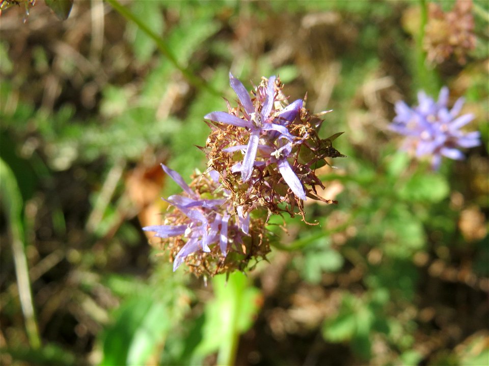 Berg-Sandglöckchen (Jasione montana) am Bahndamm der Rheinbahn in der Schwetzinger Hardt