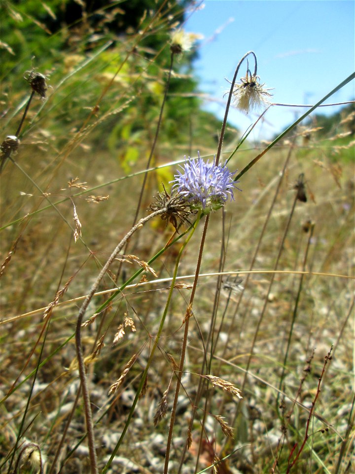 Berg-Sandglöckchen (Jasione montana) an einer kleinen Binnendüne am Randstreifen der Rheinbahn in der Schwetzinger Hardt. Vom Berg-Sandglöckchen gibt es an diesem Standort beachtliche Bestände.