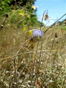 Berg-Sandglöckchen (Jasione montana) an einer kleinen Binnendüne am Randstreifen der Rheinbahn in der Schwetzinger Hardt. Vom Berg-Sandglöckchen gibt es an diesem Standort beachtliche Bestände.