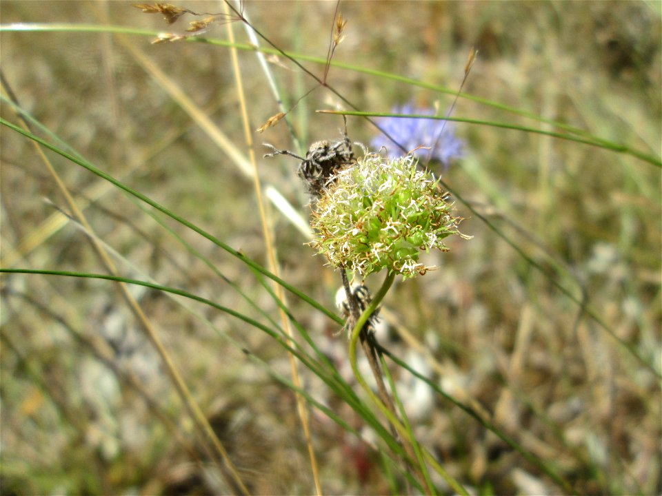 Berg-Sandglöckchen (Jasione montana) an einer kleinen Binnendüne am Randstreifen der Rheinbahn in der Schwetzinger Hardt. Vom Berg-Sandglöckchen gibt es an diesem Standort beachtliche Bestände.