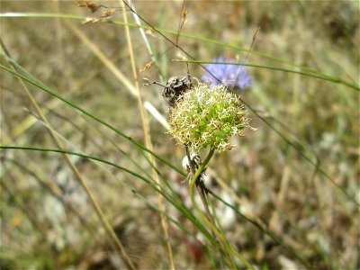 Berg-Sandglöckchen (Jasione montana) an einer kleinen Binnendüne am Randstreifen der Rheinbahn in der Schwetzinger Hardt. Vom Berg-Sandglöckchen gibt es an diesem Standort beachtliche Bestände.