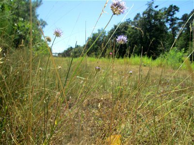 Berg-Sandglöckchen (Jasione montana) an einer kleinen Binnendüne am Randstreifen der Rheinbahn in der Schwetzinger Hardt. Vom Berg-Sandglöckchen gibt es an diesem Standort beachtliche Bestände.