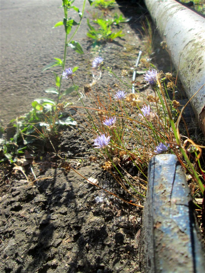 unerwartet an diesem Standort: Berg-Sandglöckchen (Jasione montana) am Straßenrand in Bruchmühlbach-Miesau
